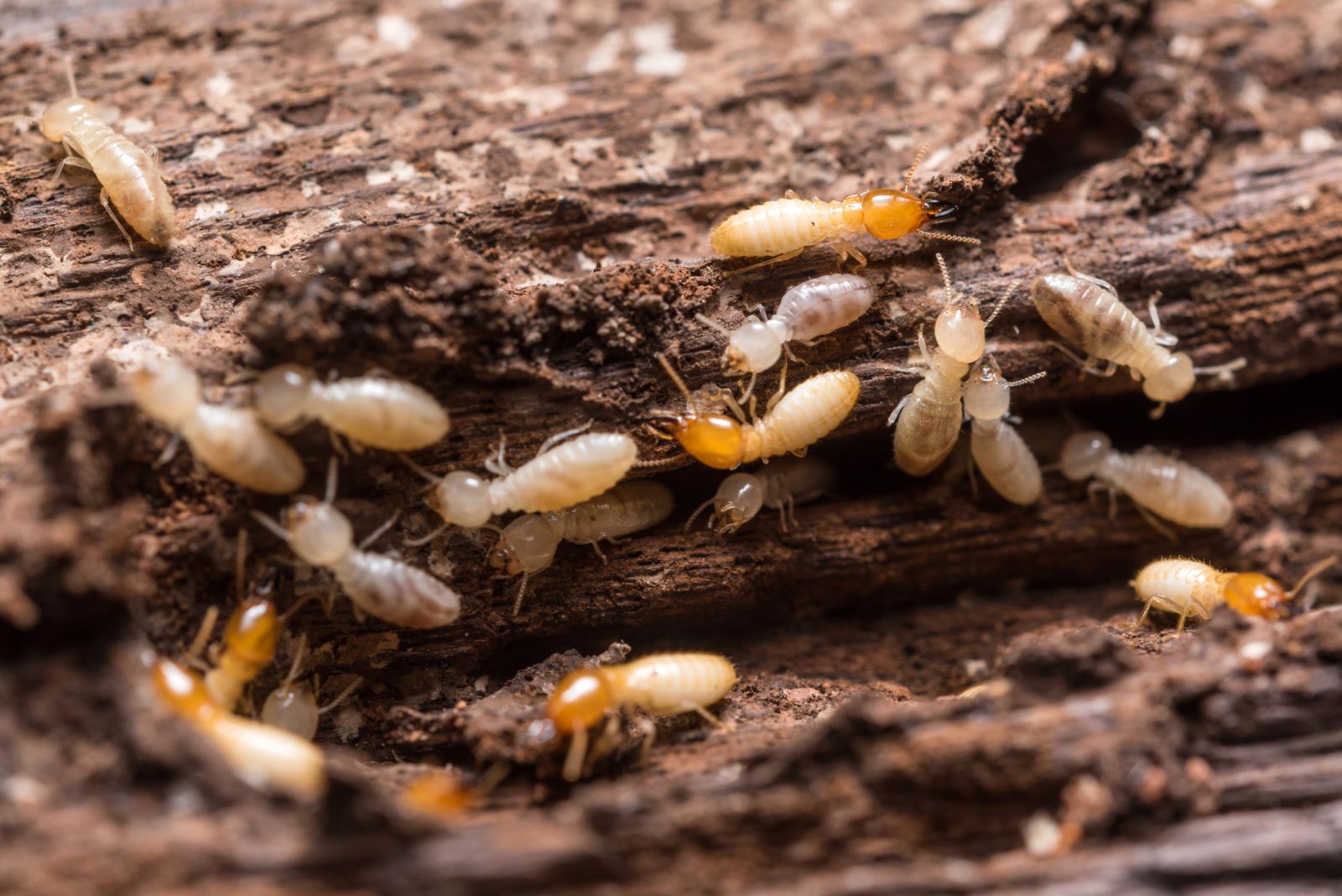 Diagnostic termites avant une vente immobilière